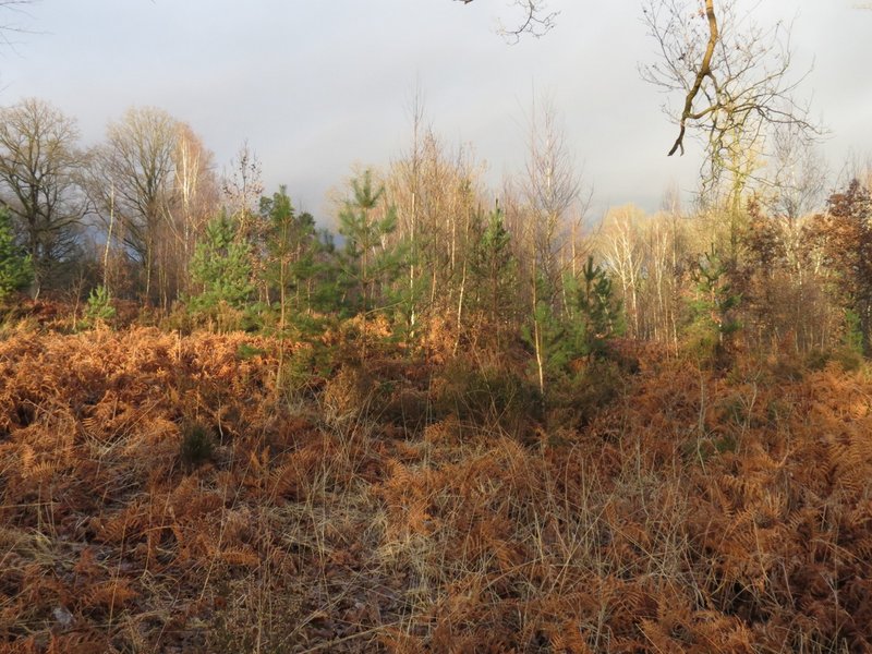 2013-01-13-Sortie traces La Celle-les-Bordes